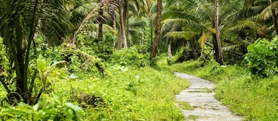 Jungle path to the local beach