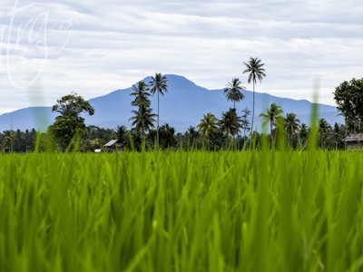Paddy fields in Lampung