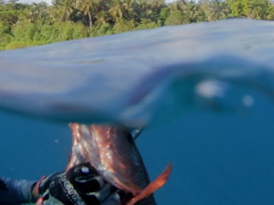 Spear fishing on your doorstep
